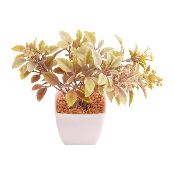 Foto 4 de Suculenta Sortido Harmonia Plástico Pp E Pe 5,5x5,5x14cm LM3829 - honeyhome