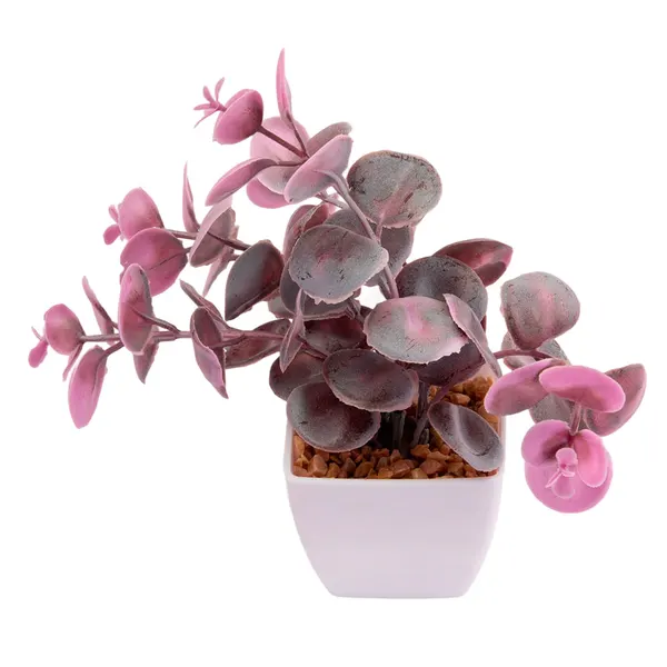 Foto 6 de Suculenta Sortido Harmonia Plástico Pp E Pe 5,5x5,5x14cm LM3829 - honeyhome