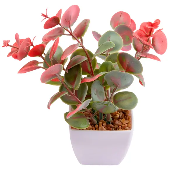 Foto 8 de Suculenta Sortido Harmonia Plástico Pp E Pe 5,5x5,5x14cm LM3829 - honeyhome